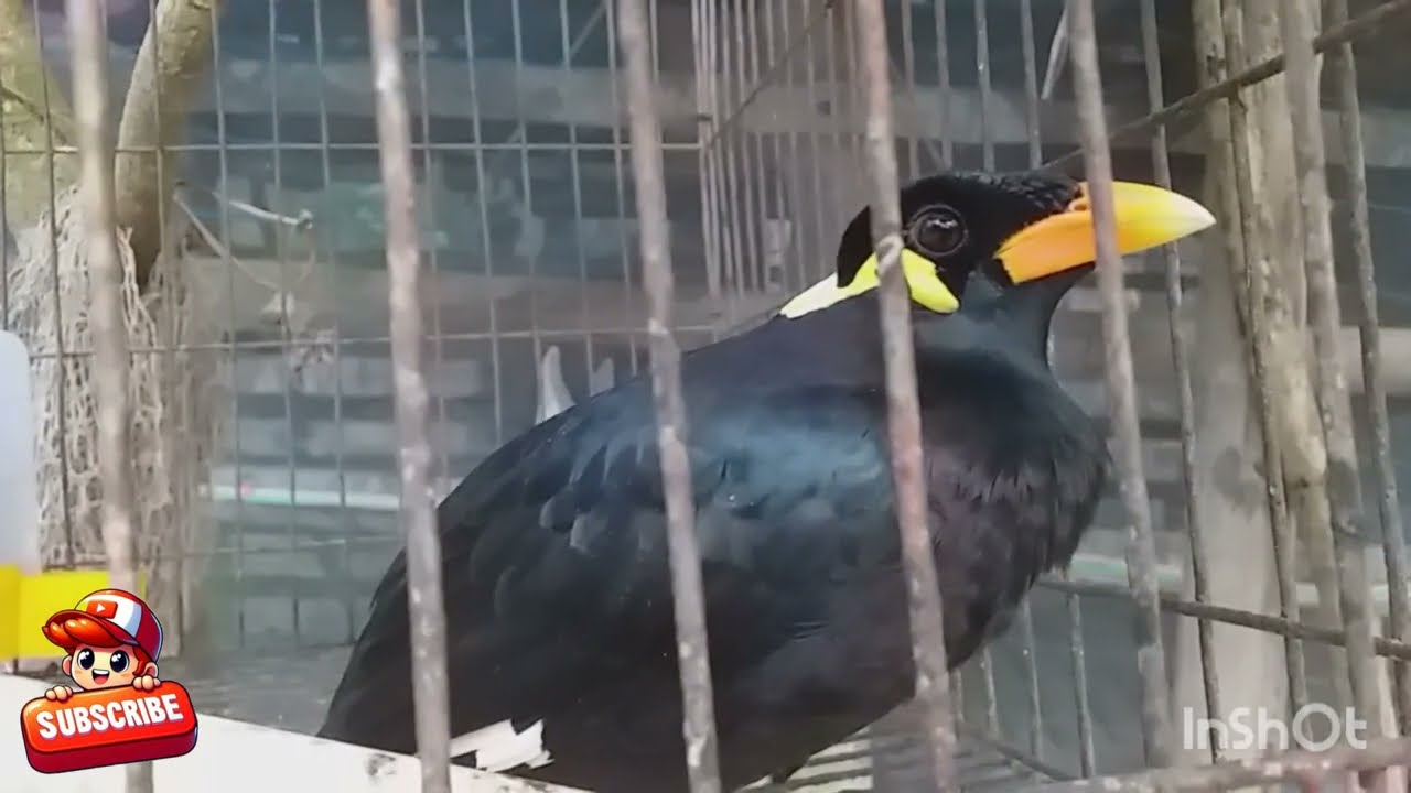 ময়নাপাখির আবার ও নতুন একটা ভিডিও নিয়ে আসলাম