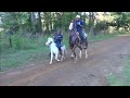 Little White Shetland Pony on a Trail Ride in Texas (LiL Big Block)