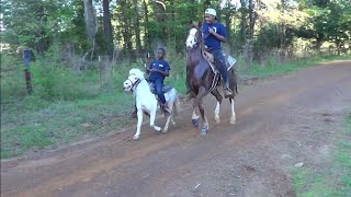 Little White Shetland Pony on a Trail Ride in Texas (LiL Big Block)