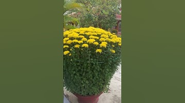 Cung Cấp Hoa Cúc Đại Đóa Tết 2024 Khánh Hoà Khu T Tam Sư Tí Dãnh / 2 Thọ / Bé D 1M2 1M 90 60 40