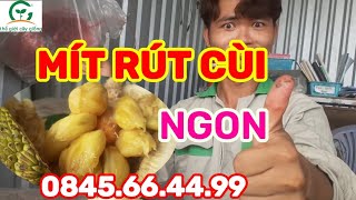 Mít rút cùi ngon cỡ nào Mua cây giống ở đâu❤0845.66.44.99❤Thế Giới Cây Giống Cai Lậy