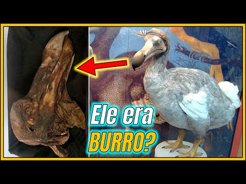 Vídeo: Quando o pássaro dodô foi extinto?