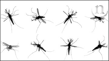 The mystery of mosquito flight