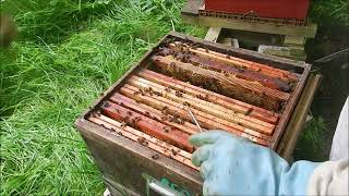 Ruche qui pique Visite après essaimage abeilles en colère le 25 mai colonie orpheline plus de reine