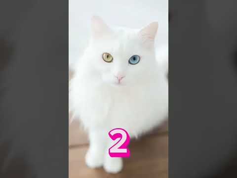 بلی کی ویڈیو