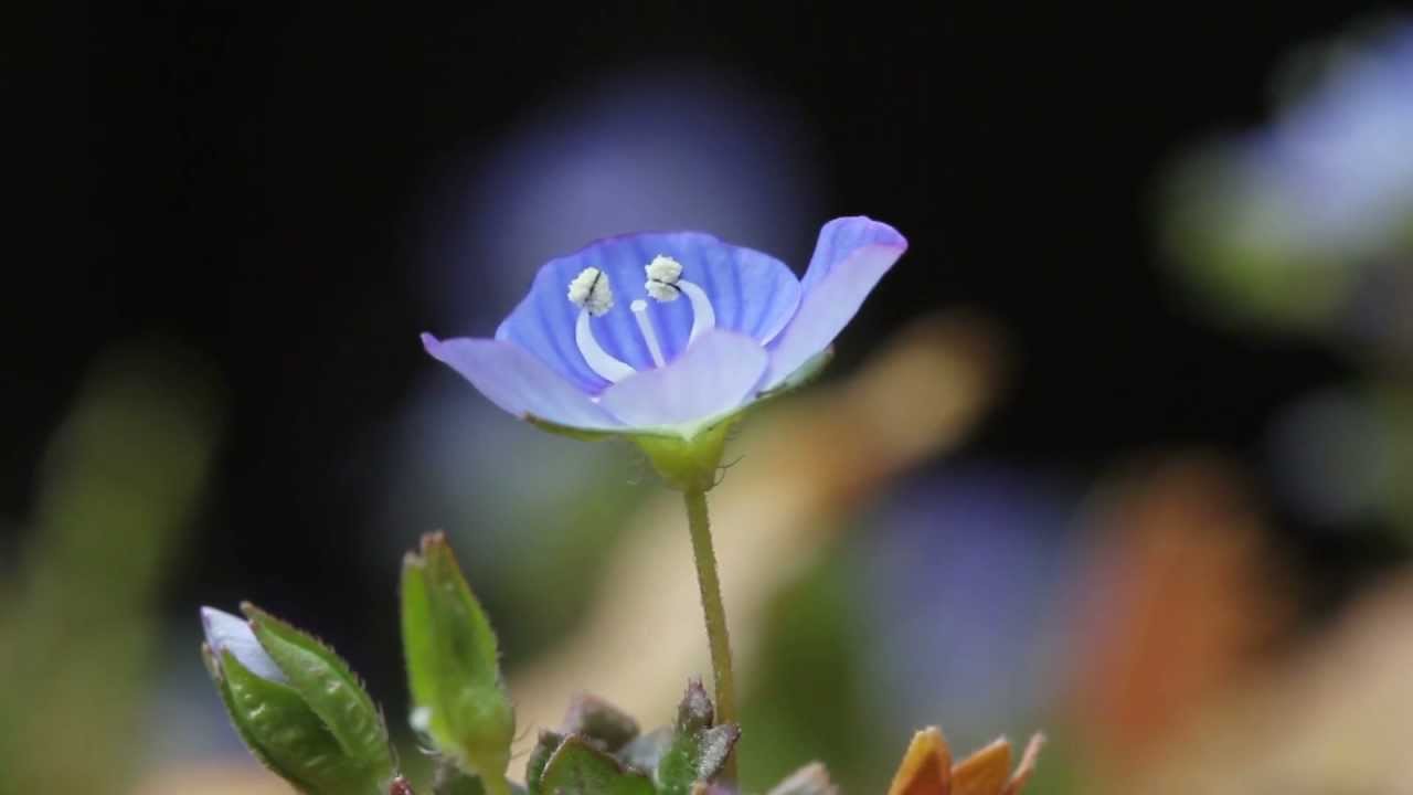 春を告げるオオイヌノフグリ 12 03 06 Youtube