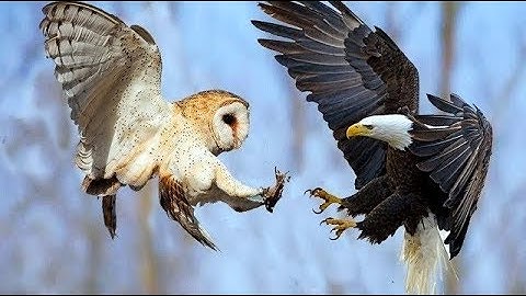 Đại Bàng Và Cú | Kẻ Nào Thật Sự Mạnh Hơn ?