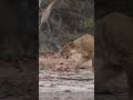 Lioness protects her cub from intruder!