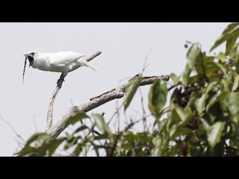 Snippet: Watch the world’s loudest bird scream for a mate