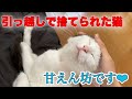 飼い主を待ち続けた猫のニーニーちゃんの近況報告【Rescued cat】