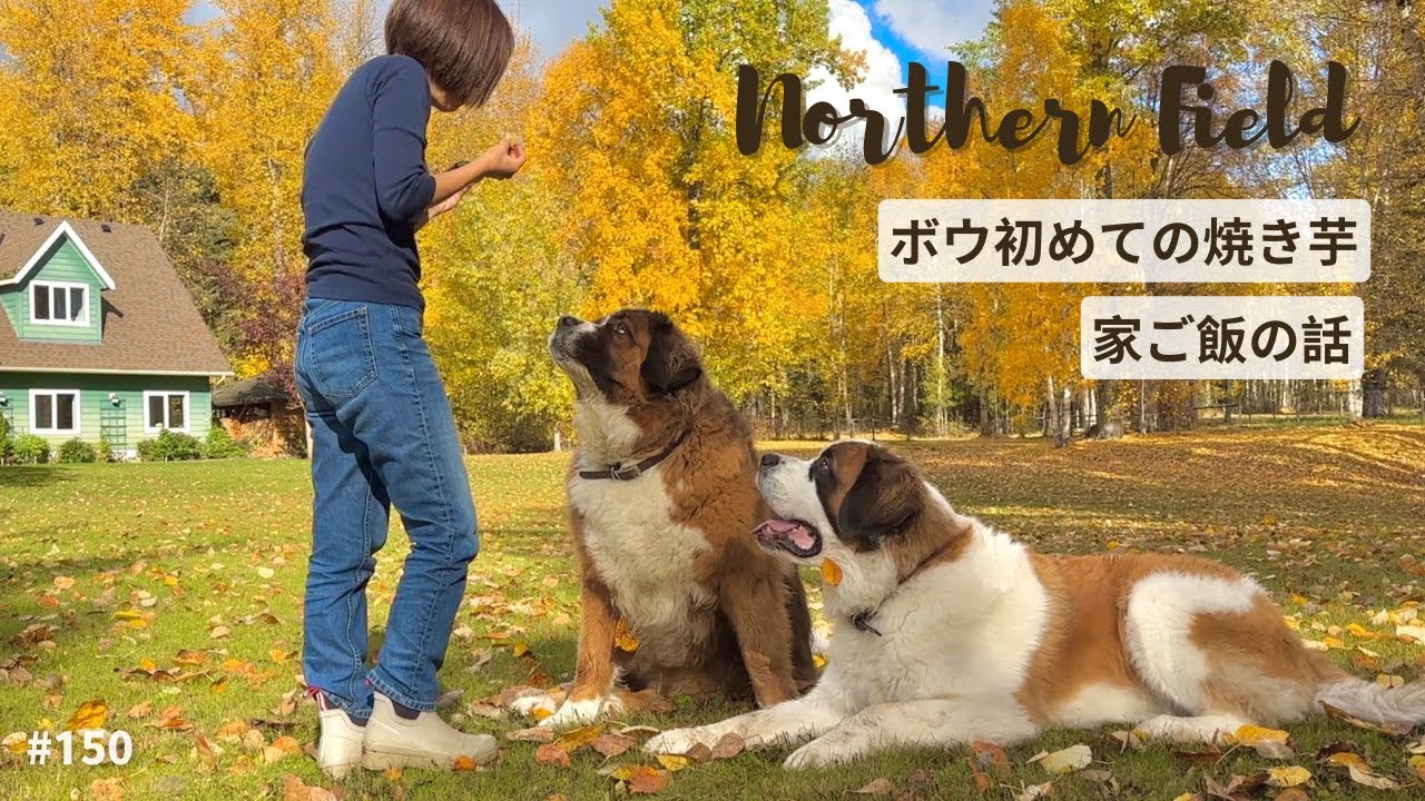 セントバーナード St.Bernard puppy Bow/ Our Window views/Big Dog's life in the