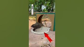 Amazing DIY Quail trap || ✅ Quick & Easy #shorts #shortvideo #youtubeshorts #ytshorts