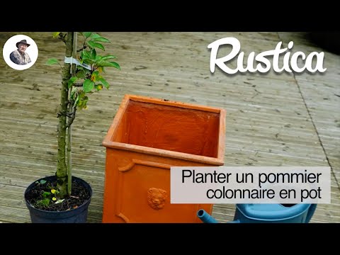 Vidéo: Cultiver des tomates Rapsodie : planter et cultiver des plants de tomates Rapsodie