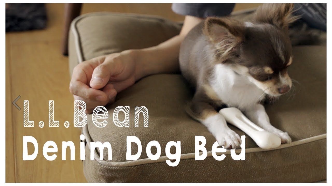【L.L.Bean】インテリアに溶け込むドッグベッドを購入【チワワ子犬用】 YouTube