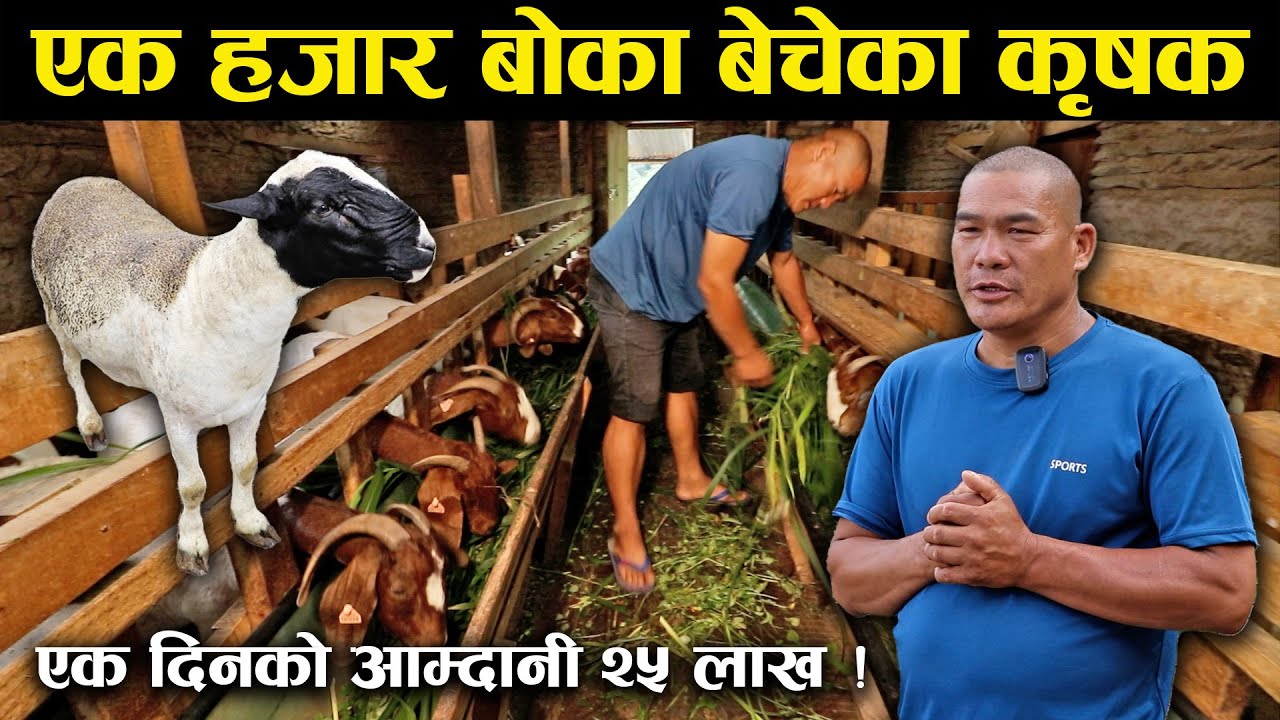 दिनमा २५ लाख आम्दानी गरेका कृषकले बेचे एक हजार बोका !