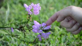 Obedient Plant (Physostegia virginiana)