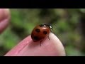 テントウムシ　てんとう虫　Ladybird　1-3