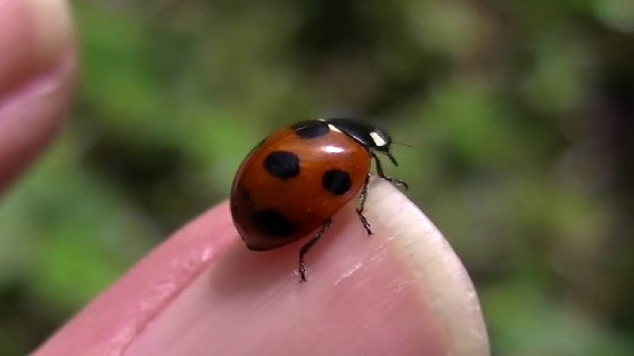 テントウムシ てんとう虫 Ladybird 1 3 Youtube