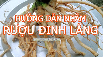 Hướng dẫn ngâm rượu Đinh Lăng