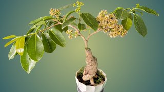 Bonsai Tree..