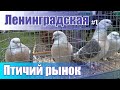 Птичий рынок. Ленинградская. Часть 1. [11.04.2021]