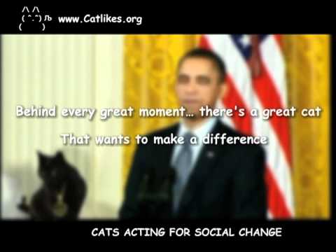 Obama's black cat