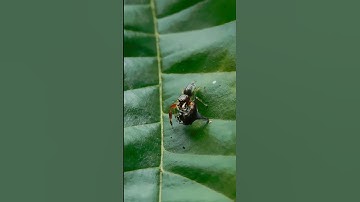 Spider Vs Planthopper 😭 #Shorts #trending #spider #insects