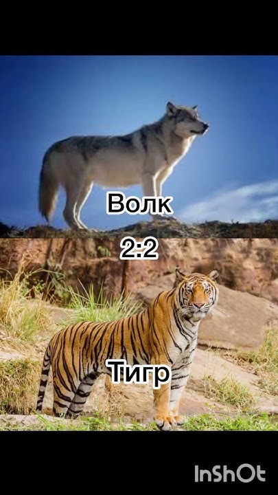 Тигр vs медведь! Битва животных! Кто победит? - YouTube