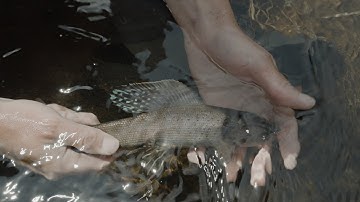 Arctic Grayling Fish Spawning with Montana FWP