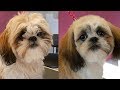 Grooming Guide - Shih Tzu Puppy Head Grooming #24