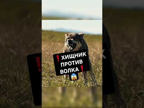 Хищник против Волка🐺 #кино #фильмы #фильм #movie #film #сериал #series #чтопосмотреть #новыефильмы