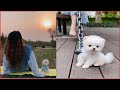 Tik Tok Chó Phốc Sóc Mini | Funny and Cute Pomeranian Videos #26