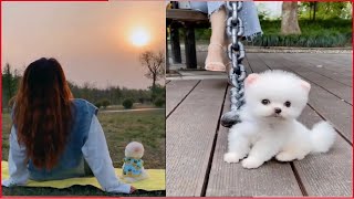 Tik Tok Chó Phốc Sóc Mini | Funny and Cute Pomeranian Videos #26 by So Cute 19,894 views 3 years ago 9 minutes, 54 seconds