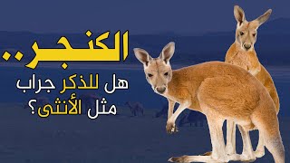 أغرب ٥ معلومات عن حيوان الكنغر - هل كنت تعلم أحدها من قبل؟