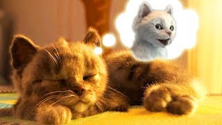 Little Kitten My Favorite Cat Care - Little Kitten Preschool - Fun Educational Learning For Children Little Kitten My Favorite Cat Care - Little Kitten Preschool - Fun Educational Learning For Children
