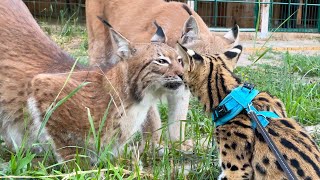 LYNXES UNEXPECTEDLY TOOK A SERVAL FOR A RELATIVE / A Fox plays with cats