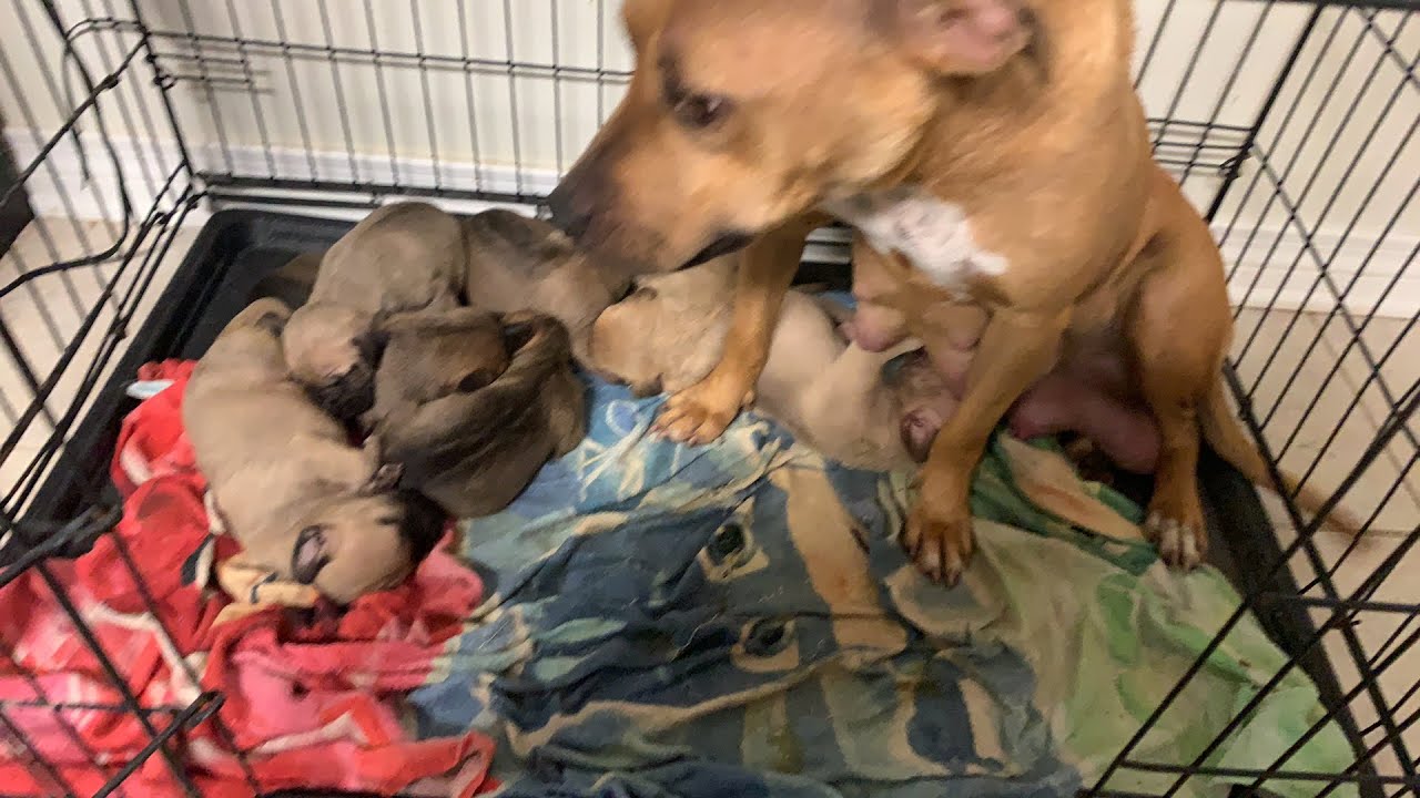 NURSING DOGS QUICK LIVESTREAM YouTube