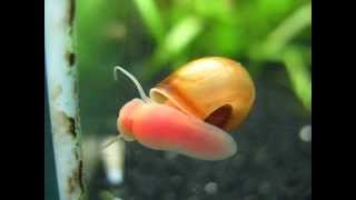 Red Ramshorn snail in a shrimp tank