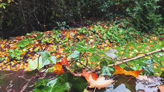 Mindful Moments in Nature: Nature’s Subtle Rhythms - Segment 2 (NO MID-ROLL ADS )