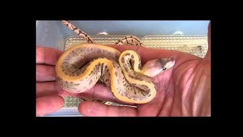 Leopard Spinner Ball Python Clutch World First 2012