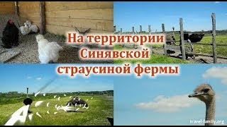 Интересные места недалеко от Ракитного Киевской области: на территории Синявской страусиной фермы(http://travel-family.org/parki/380-interesnye-mesta-dlya-otdyxa-v-rakitnyanskom-rajone-kievskoj-oblasti-o-moej-poezdke-v-sinyavskuyu-strausinuyu-fermu-s-foto ..., 2014-07-04T14:26:31.000Z)