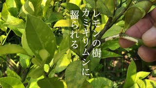 家庭菜園　レモンの樹　カミキリムシに齧られた