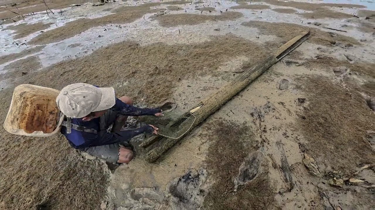 Membongkar sarang kepiting bakau 🦀