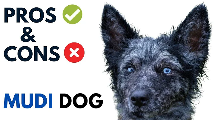 Mudi Dog Pros and Cons | Mudi Dog Advantages and Disadvantages