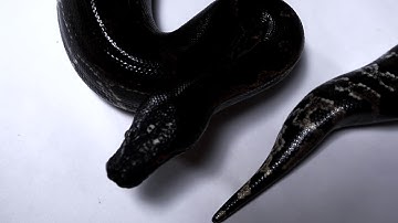 (VPI X TBC Jackson-Pitch)  X ( TBC reverse stripe x Hartwig) line p.curtus