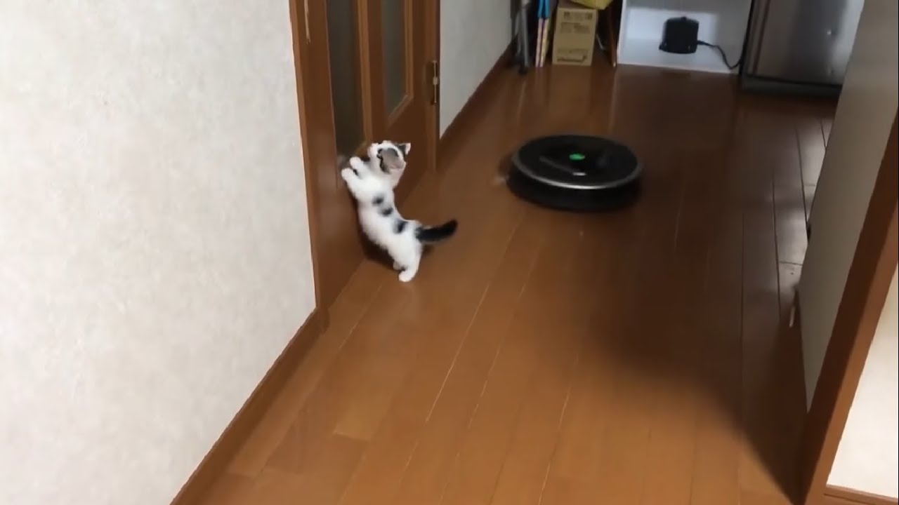 子猫 豆大福がルンバに乗る瞬間もかわいい Youtube