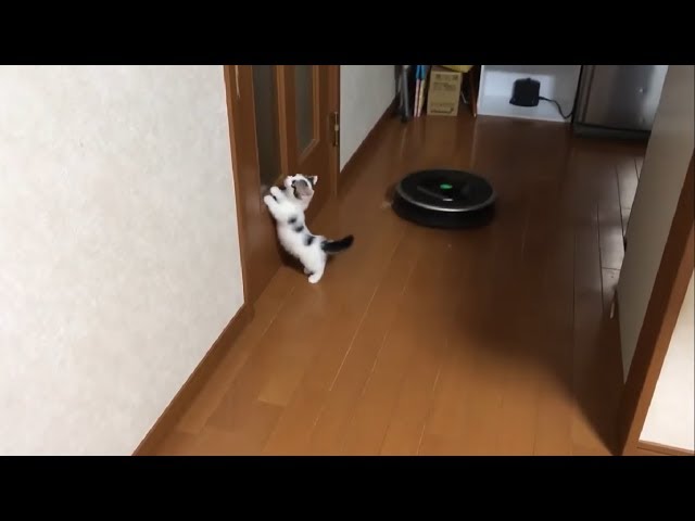 子猫 豆大福がルンバに乗る瞬間もかわいい