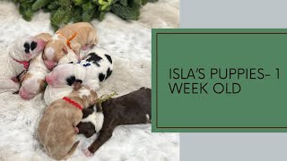 Isla's Puppies - Week 1 by Pine Lodge Labradoodles 2,297 views 5 months ago 1 minute, 38 seconds