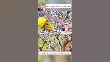 cảnh tắc kè hoa đại chiến với rắn hổ mang và cái kết #thegioidongvat #shortvideo #shorts