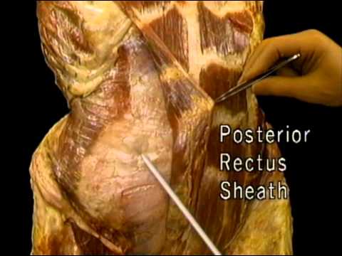 07 Músc P Abd Ant I (Recto Abdominal)